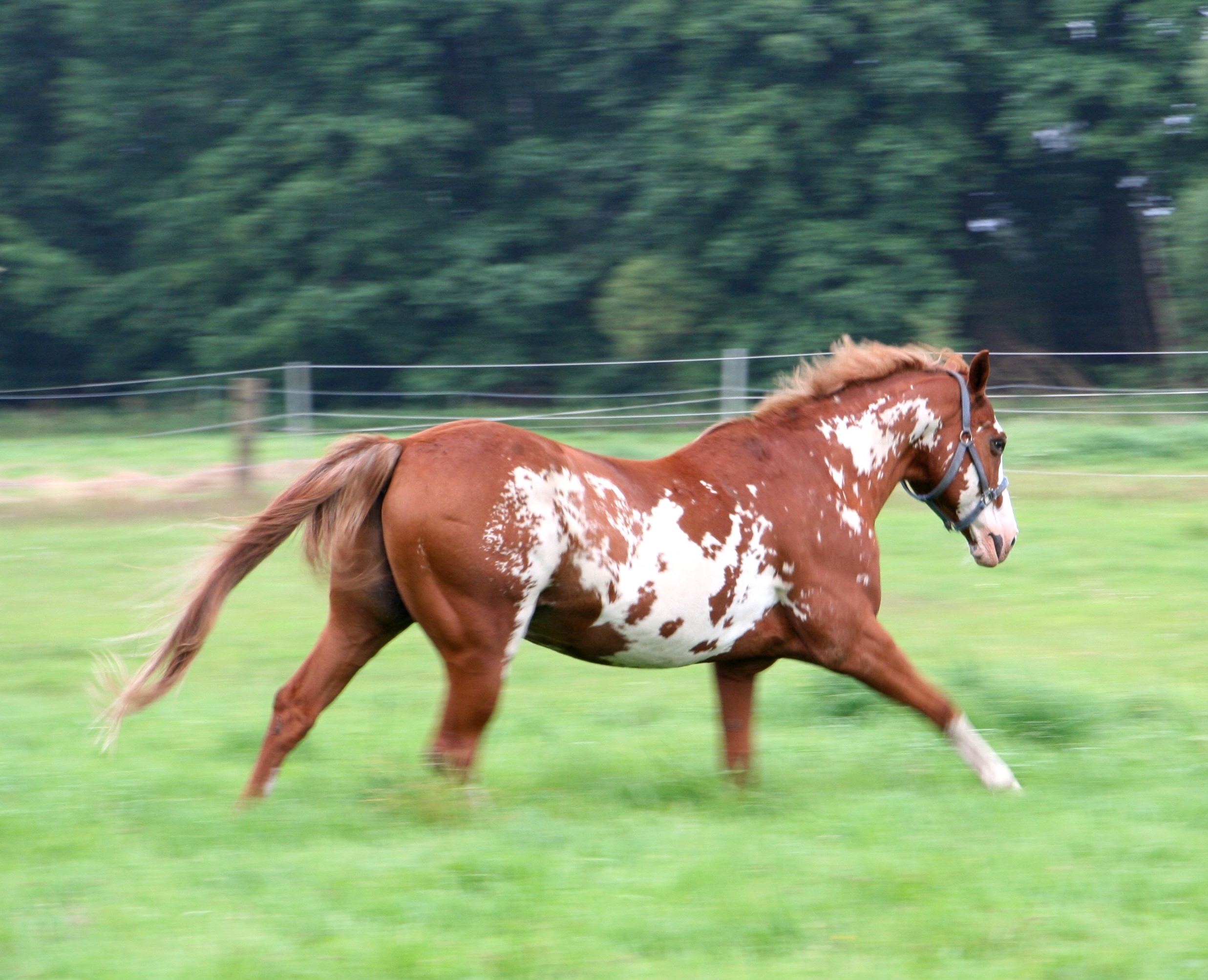 Quarter und Paint Horse